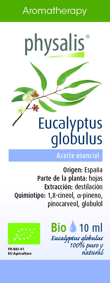 Physalis Eucalyptus globulus